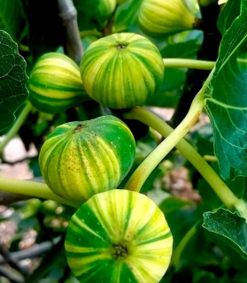 Ficus carica 'Panache'